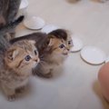 ご飯を待っている子猫→用意に時間がかかると…待ちきれない子猫の『可愛す…