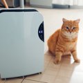 愛猫の乾燥対策に「加湿器」を！使う際の注意点や使ってはいけないタ…