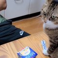 『次男にだけ厳しすぎる猫』アイスを食べようとしたら…あまりにも理不尽な…