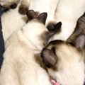 股の間で『ママ猫』がくつろいでいると、『子猫たち』が集まってきて…まさ…