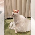 『猫の嫁入り！』ウェディングドレスを着た…ように見える猫が話題に！…