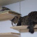 キャットウォークの展望台が人気スポットのようです