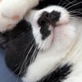 『床で気持ちよさそうに熟睡する猫』の様子を見ると……衝撃の光景に4万7000…