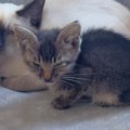 道路で倒れているところを保護された子猫→『里親さん』が決まると…思…