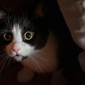 猫が不安を感じてしまう飼い主の『NG行為』5選