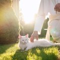 小さな町の人々を魅了した「教会猫」　大好きだった牧師とともに教区…
