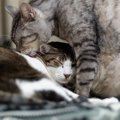 『痛みに耐えている猫』の仕草・行動7つ！いつもと違う様子を見逃さな…