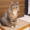 封印された猫ちゃんの爪研ぎ！再会果たす