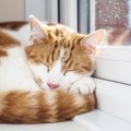 『雨の日の猫はよく寝る』は本当？そう言われる3つの理由　迷信じゃな…