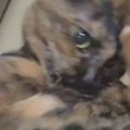 自分のしっぽに『大興奮していた猫』が突然……我に返る瞬間が思わず笑…