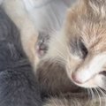山に置き去りにされていた『必死に我が子を守る母猫』→連れて帰ろうとした…