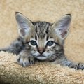 野生猫の血を引くワイルドな見た目の猫6選！飼い方や特徴