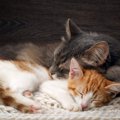 猫たちは『血のつながり』を理解できているの？　親兄弟との関係にまつわ…