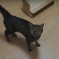 やっぱりこうなる！おやつを爆速食いする猫ちゃん！