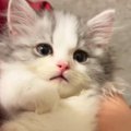 子猫を抱っこしていたら、だんだん表情が変化して…涙が出るほど『尊い光景…