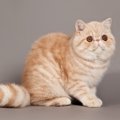 エキゾチックショートヘアの目の色は何色？種類や毛の色との関係、青・緑…