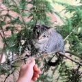 救助に烈火のごとく怒る猫のルビー。もしやありがた迷惑だった？！