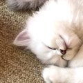 同じ格好でお昼寝をしていた3匹の子猫→『まさかの生き物そっくりな光景』…