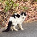 『衰弱した1匹の老猫が車のまえを横切って…』奇跡的に繋がった縁で幸せを…