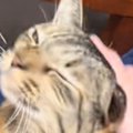 甘えん坊すぎる猫→飼い主さんが撫でるのをやめると…『まさかの反応』に笑…