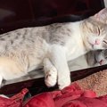 猫が喜ぶ『最高の寝床』を作る方法5選！愛猫の睡眠環境を整えよう♡