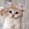 『もう子猫とは呼べない…』半年後の様子を見ると→劇的なビフォーアフ…
