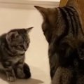 子猫と初めて対面した先輩猫→おててを振り上げ、パンチするかと思いき…