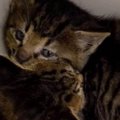 保護された２匹の『赤ちゃん猫』→いつも一緒にいて…尊すぎる『成長記録』…