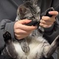 鼻毛カッターで猫ちゃんの肉球の毛カット！？