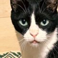 旅行の準備をしていた猫の飼い主さん→持っていくものを並べていたら…『可…