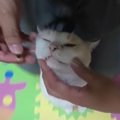 ごはんに混ぜたサプリをこっそり残した猫ちゃん！