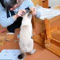 飼い主も少し手伝った？！猫監督と共に机と椅子の組み立て！