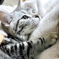 天使感が半端じゃない！あざと過ぎるアメショーの猫にメロメロ♡