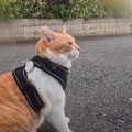 猫が『大好きなおっちゃん』と出会ったら…苦手な人との『態度の違い』…