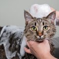 お風呂が苦手な猫を『キレイにする方法』7つ　洗わずに行うメリットや…