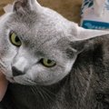 猫に冗談で「バカ～」と歌ってみた結果→凄まじいブチギレ方に297万人…