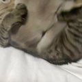 先輩をなめていた子猫→反撃をくらった結果…思わず爆笑してしまう『可愛す…