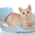 猫のトイレのしつけ 始める時期や方法