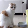 ごはんが食べたくていろいろ考えるかわいい猫さん！