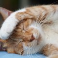 猫が突然死んでしまう３つの原因