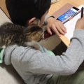 『息子のことが大好きな子猫たち』の行動を見ると…微笑まずにはいられ…
