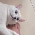 『人間が大好きすぎる猫』の1日…想像を超える『甘えっぷり』に「可愛すぎ…