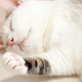 仰向けで爆睡中の猫→エアコンの風で冷えるかもと『手作り布団』をかけてあ…