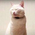 まさかのクラ替え？！寂し過ぎていじける猫ちゃん