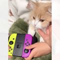 娘がゲーム中に子猫と毛布の中に入っていたら…とんでもなく可愛い『た…