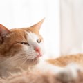 愛猫が『なでられた直後に毛づくろいをする』4つの理由　嫌がっている…
