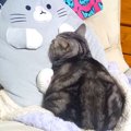 いつもは飼い主さんに甘えている猫が……愛猫が心奪われてしまった『想…