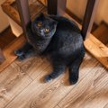『階段・吹き抜け』のある家に潜む、猫への危険とトラブル3選　対策方…