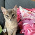 猫は飼い主のことをどんな存在だと思ってる？