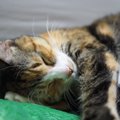 実は奥深い猫の睡眠！快適に眠ってもらうためにする事